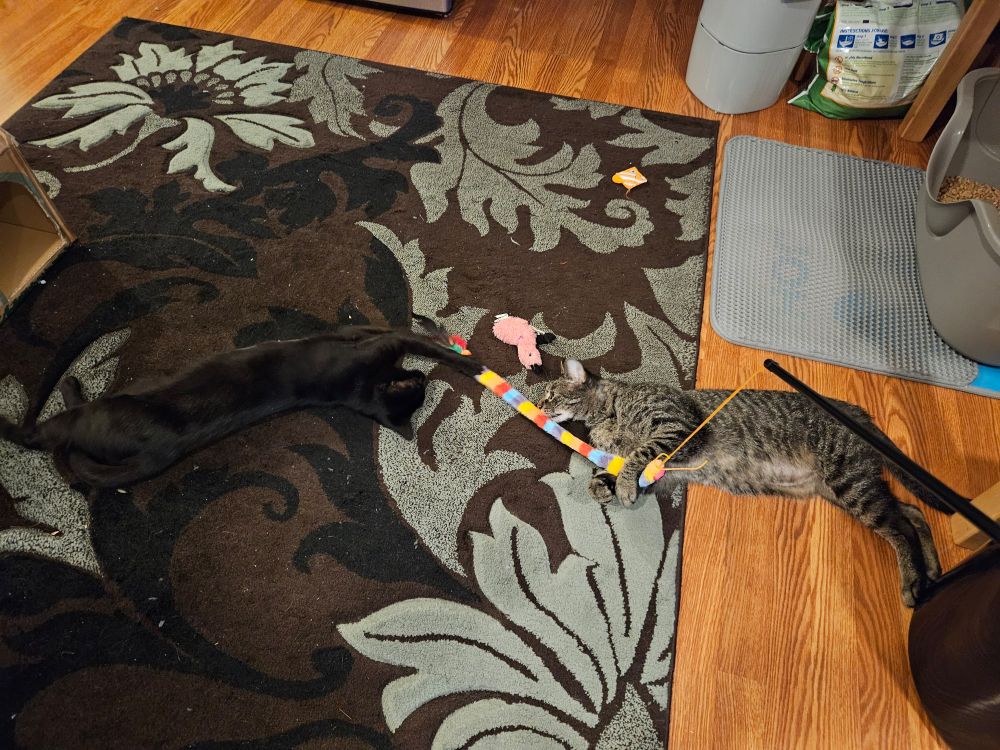 Moira the black cat and Will the tabby cat, both sprawled out on the floor and playing with opposite ends of a long, rainbow-colored, fuzzy teaser toy with feathers on one end. 