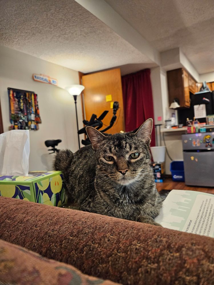 Will, a gray tabby cat with green eyes, looking directly at the camera - he almost looks like he's smiling. He's laying on the table behind my couch - a good perch for watching TV, heheh. 