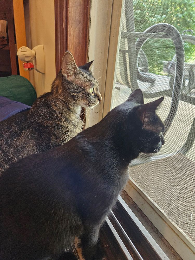 Will the brown tabby cat and Moira the black cat, looking out the window into the yard. 