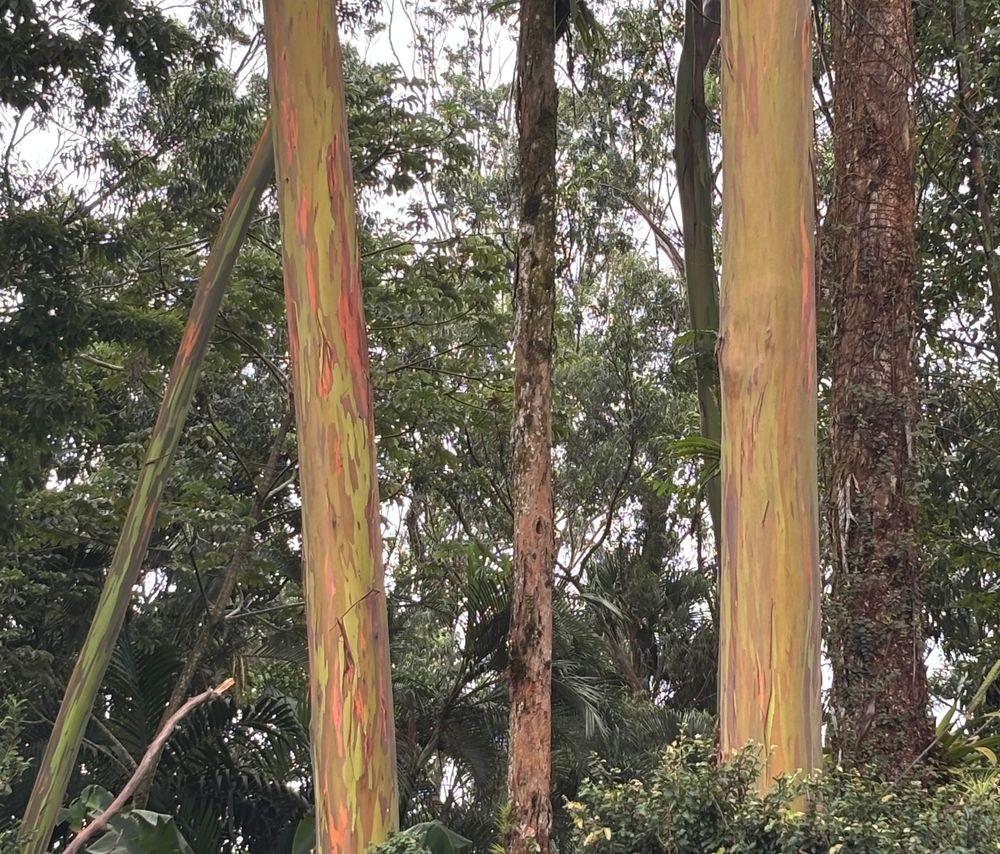 Two rainbow eucalyptus trees admist other tall trees and leaves