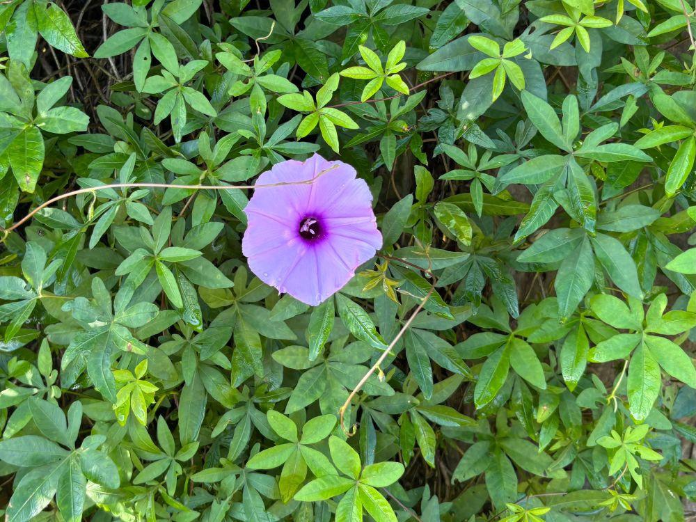 Single purple flower amidst green leaves