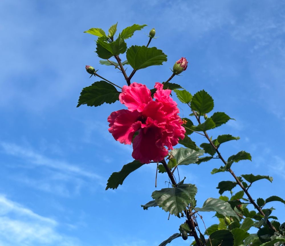 A bright pink flower on a green stem with leaves, in front of a blue sky with a few wispy clouds