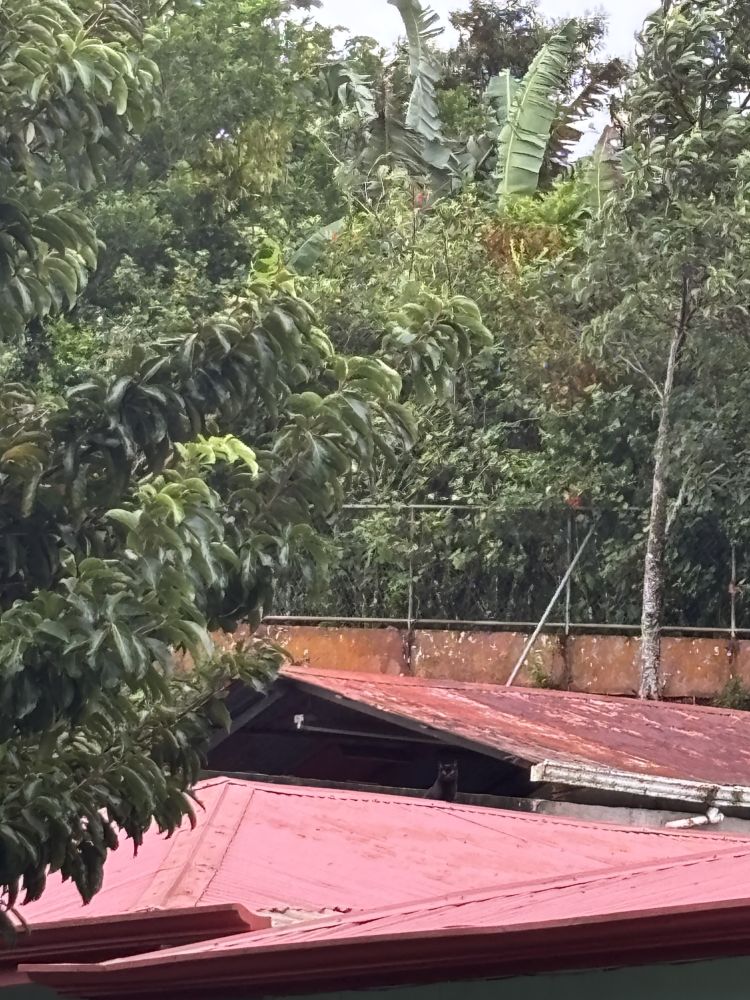 Long shot of multiple red roofs amidst lots of greenery, and perhaps a kitty somewhere in there