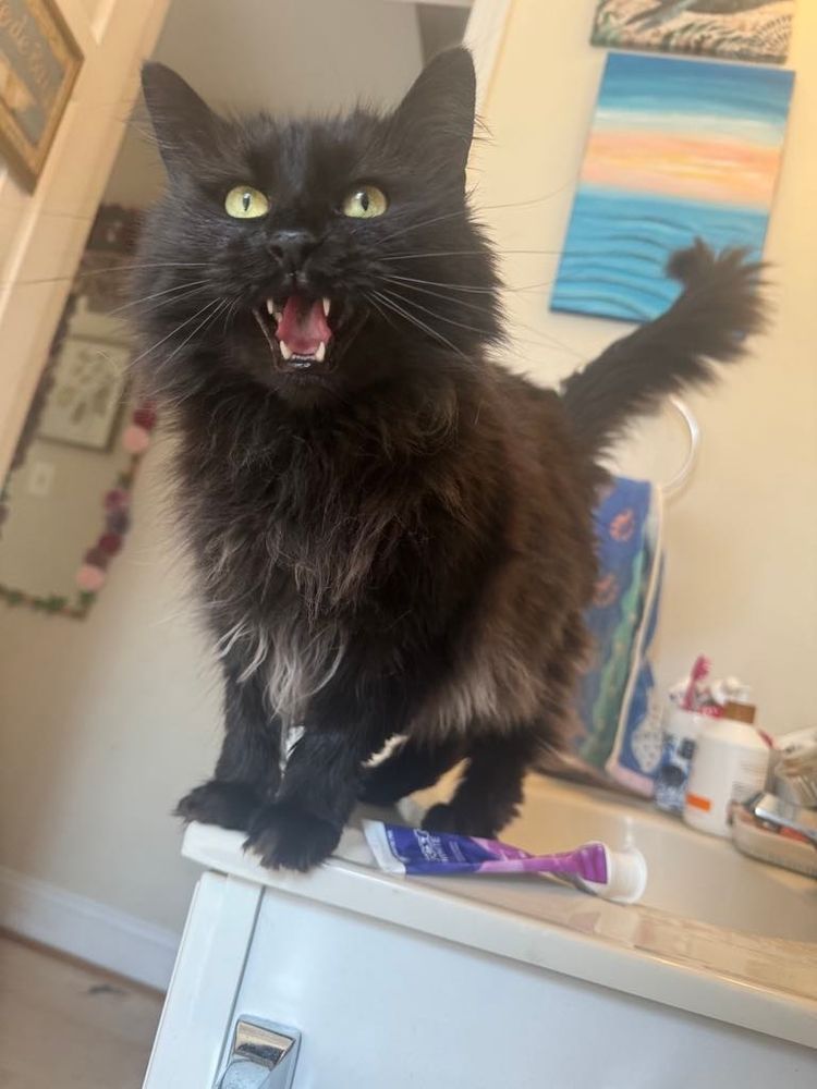 Black cat screaming on a bathroom sink