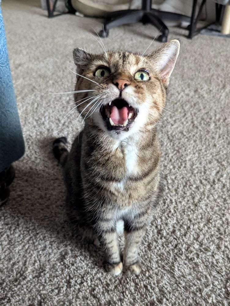Tabby cat looking straight at the camera, loudly expressing her opinions. Her mouth is open and you can see all the toofs.