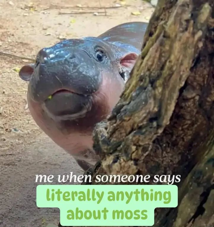 A picture of a baby hippo peeking out from behind a tree with text saying "me when someone says literally anything about moss"