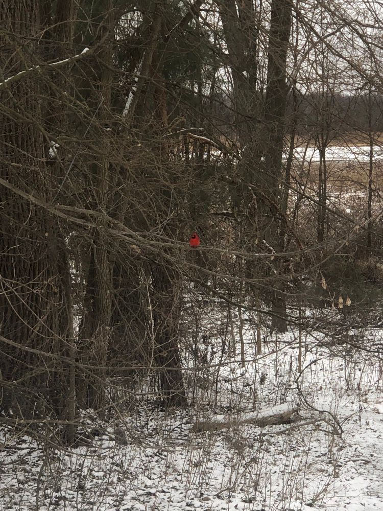 Lone red cardinal in snowy scene. 