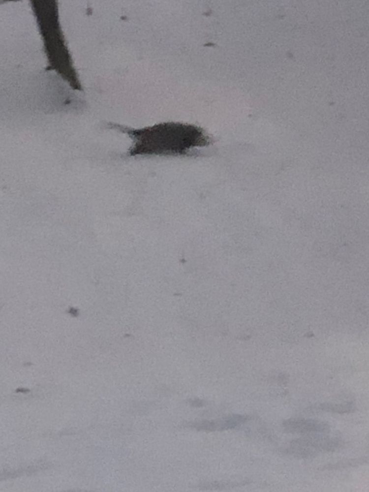 Opossum runs across snowy 