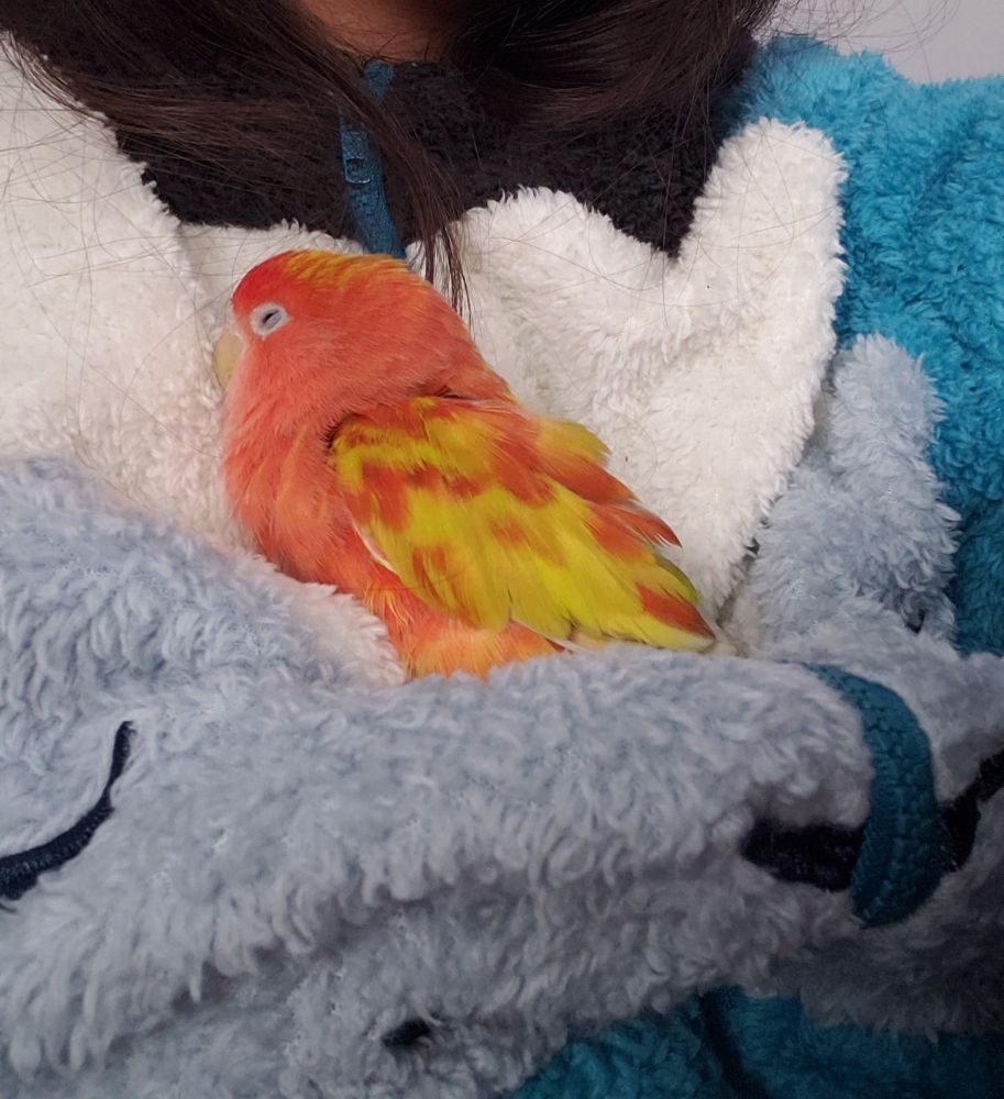 Dotty cozily napping in her favorite spot: nestled on the chest of my fuzzy bird sweater while I am wearing it. 