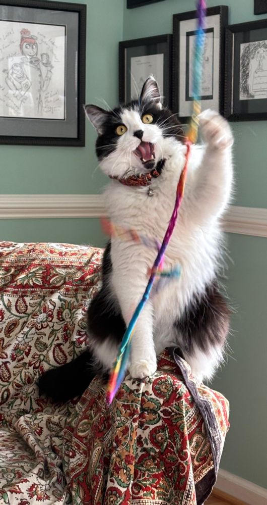 VERY FLUFFY Cat named Lobo attacking a cat toy