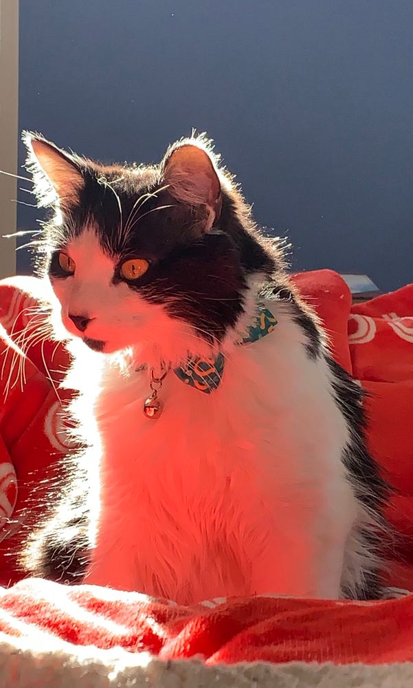 Lobo, a very fluffy cat, in profile with sun 