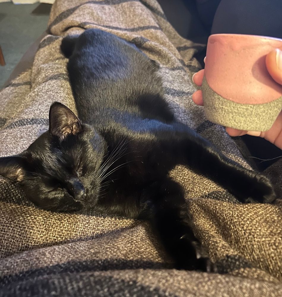 A pure black cat called Pounamu stretched lengthways on my legs which are draped in a grey merino blanket. Pounamu’s eyes are closed and I wish you could hear her chainsaw purring. 
I’m holding a pink glazed cup from Thea Ceramics (Waiheke) filled with coffee. 
