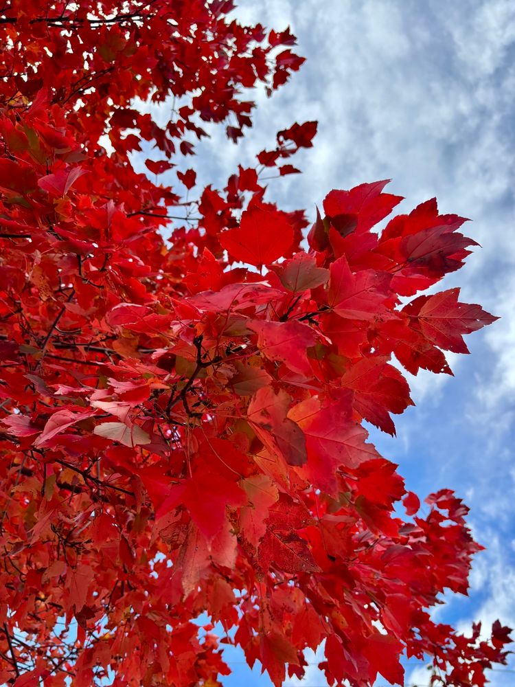 Red maple leaves against a blue sky 