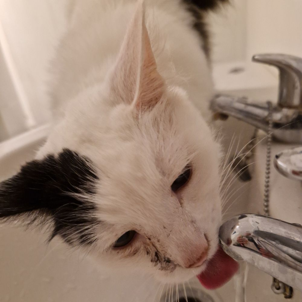 A white cat with a black ear and a mucky eye stands in a white sink drinking from a tap, with his silly tongue out.