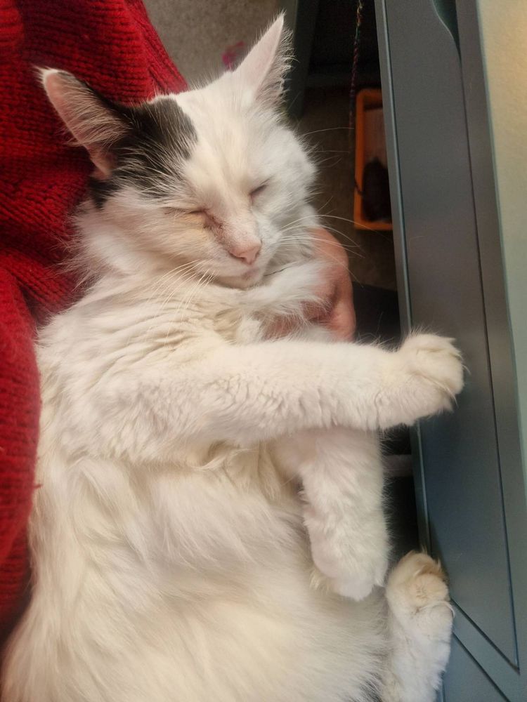 Silly fluffy white cat with a black ear sleeping on human's lap with his silly paws in the air