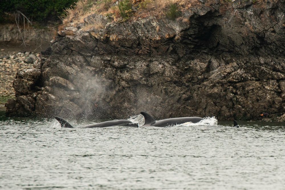 Two orcas surfacing with a rocky shore behind them