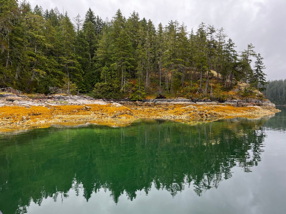 Rocky shore covered in golden sea weed and oysters the green trees are reflected in the still water. 