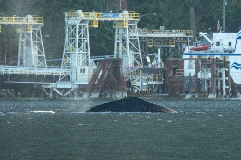 Whale dorsal fin surfacing in front of a BC Ferry dock
