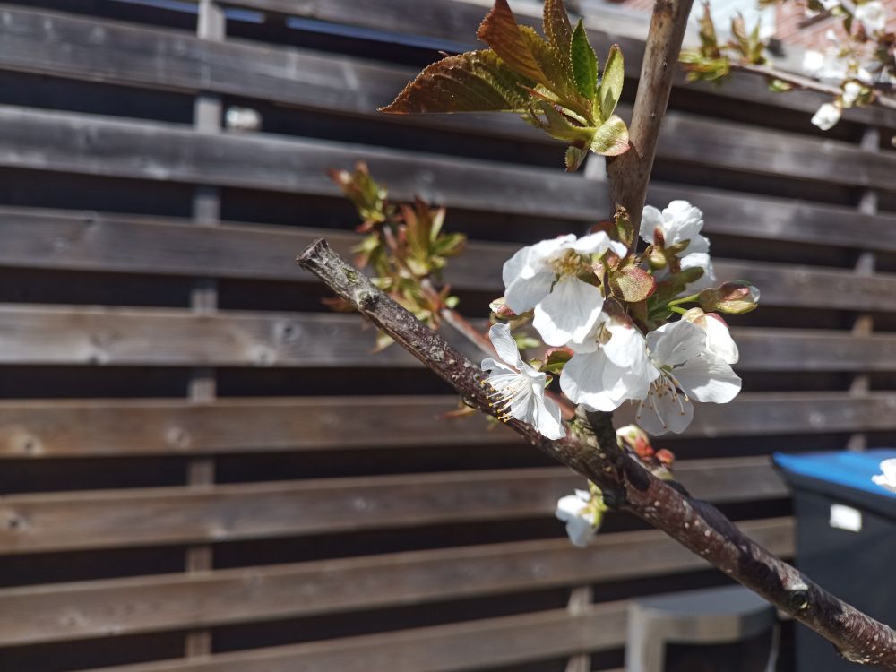 Witte bloemen van dichtbij van de kersenboom.