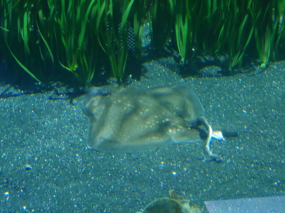 A manta ray lays with its rear fins crossed. 