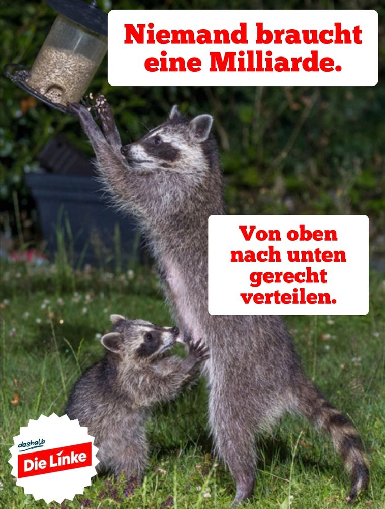 zwei waschbären plündern hoch hängende Futterstation.
Niemand braucht eine Milliarde. Von oben nach unten gerecht verteilen. Deshalb Die Linke.