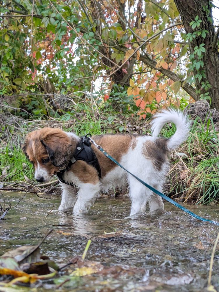 kleiner kooikerhondje im bach