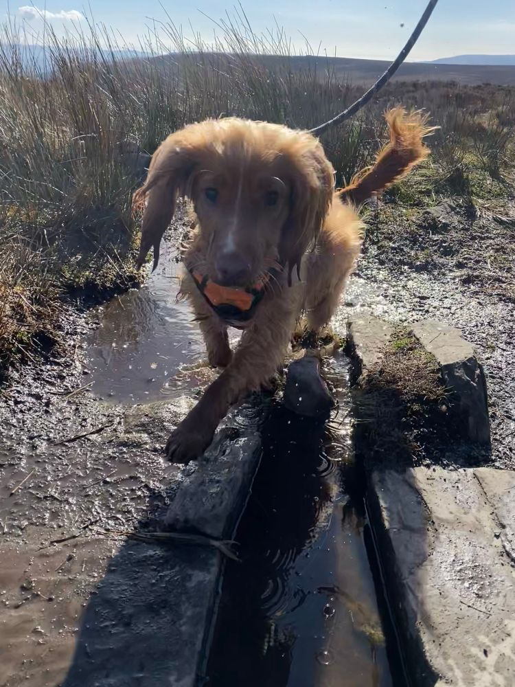 Spaniel dog in small stream