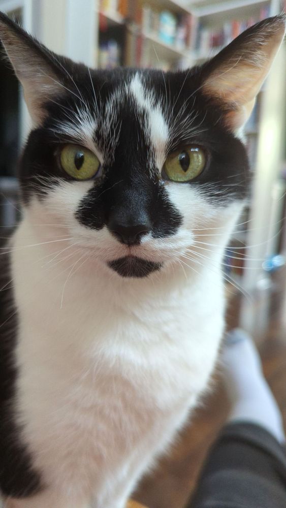 My black and white cat.