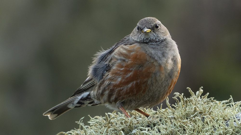 Alpine Accentor 