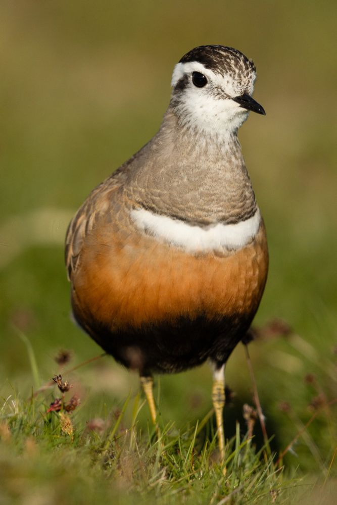Dotterel (female)