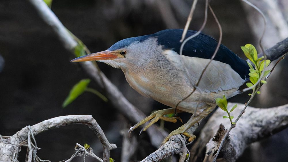 Little Bittern