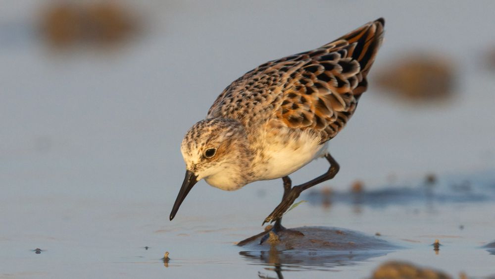 Little Stint