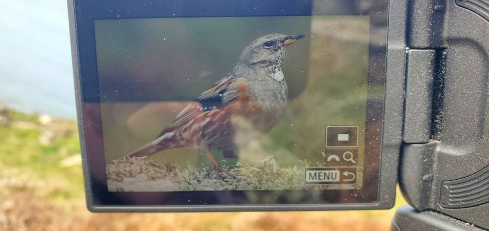 Alpine Accentor