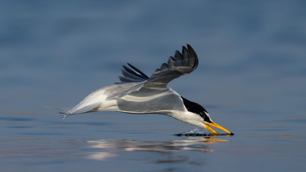 Little Tern