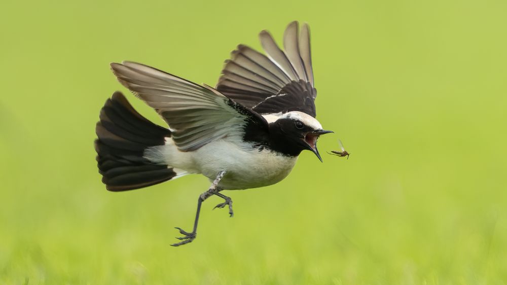 Desert Wheatear.