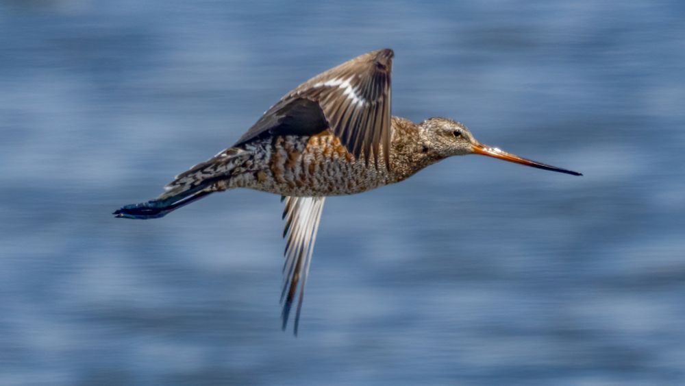 Hudsonian Godwit 