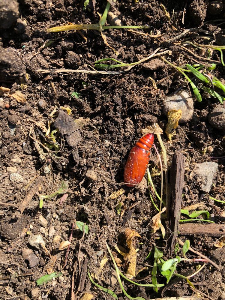 A bright red moth pupa lying amongst dirt and plants