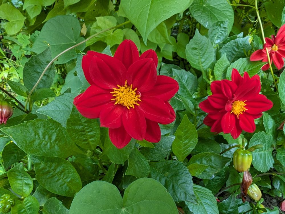 Red dahlias