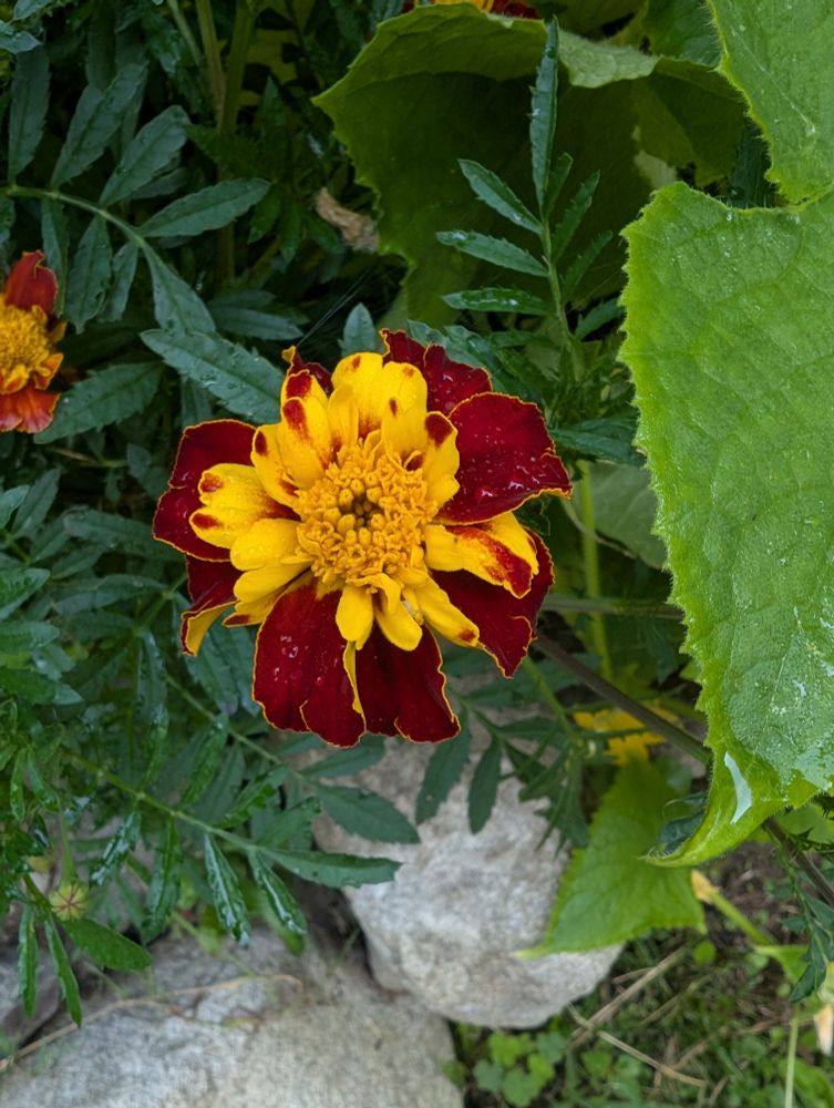 Yellow and deep red marigold 