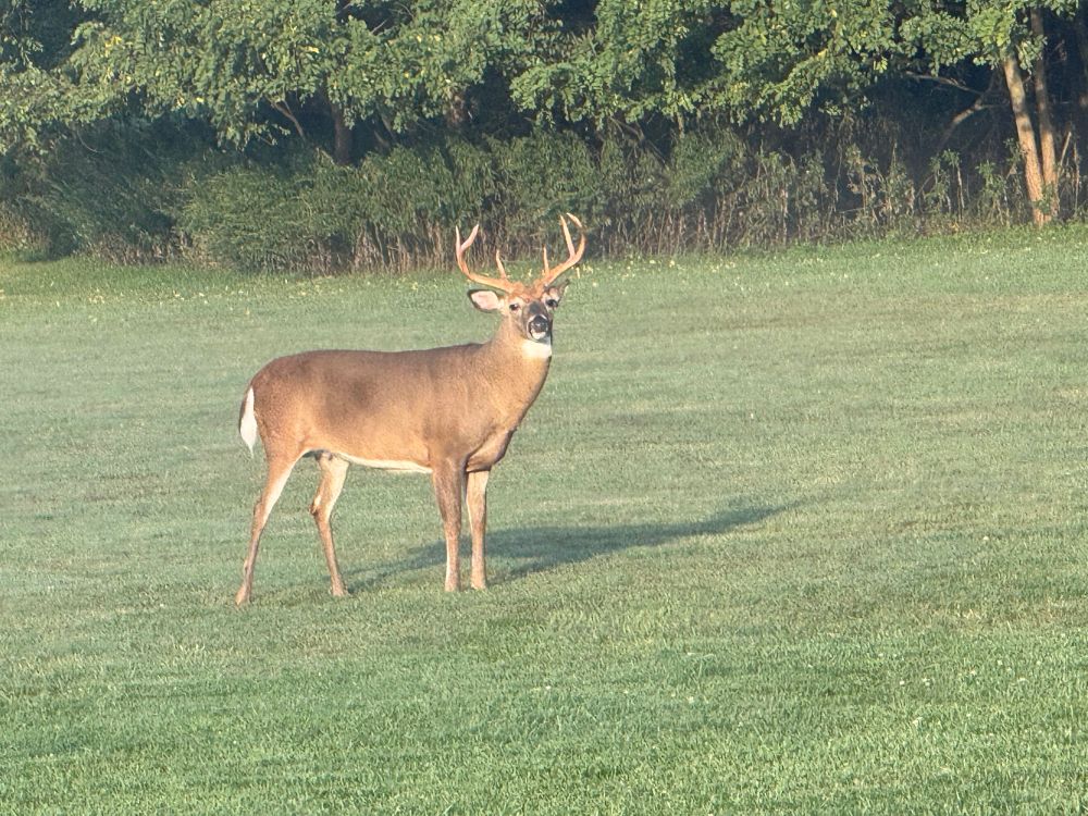 A buck staring at me 