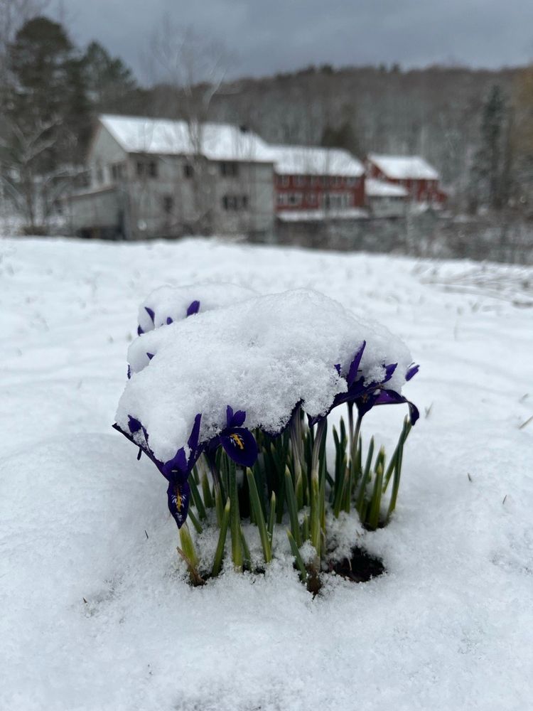 A layer of snow covers some freshly bloomed crocus flowers. 