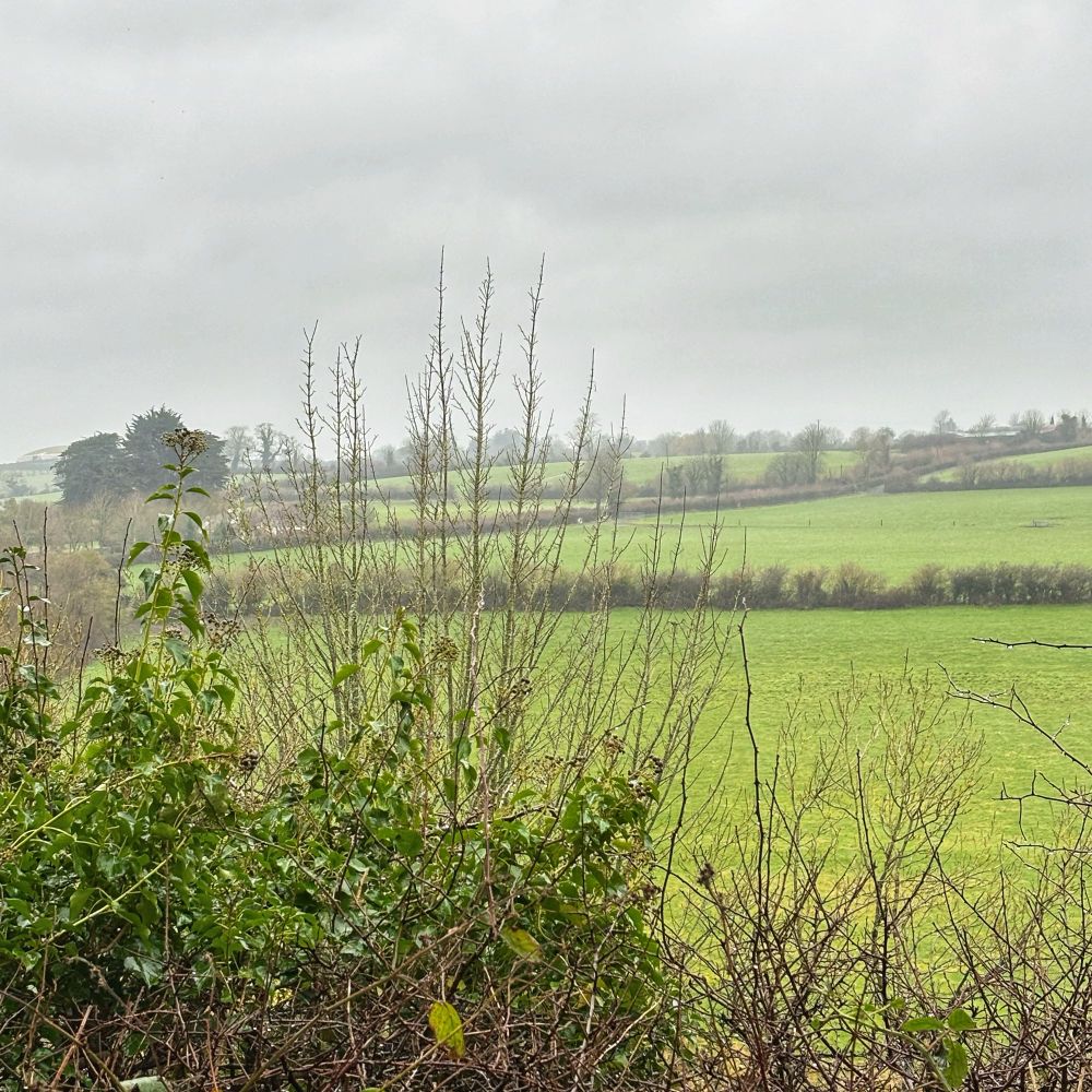 A Boyne valley winter landscape. A view that hasn’t changed in 5000 years. Shrubs in the foreground and a ridge of trees in the distance. The view shows 5 fields with hedge boundaries. It’s a gray misty rainy day 