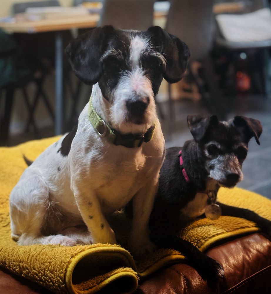 My rescue dogs Jessie on the left mostly white with black patches and a few spaniel spots wearing a green collar. She’s about 8 years old and a mix of terrier and spaniel who came to us in July. Beside her is Pippa mostly black with a white chest and paws. Her little face is grizzled with gray. She’s wearing a pink collar and is a 12 year old patterdale mix we’ve had since she was 3 months. They’re sitting on a yellow blanket 