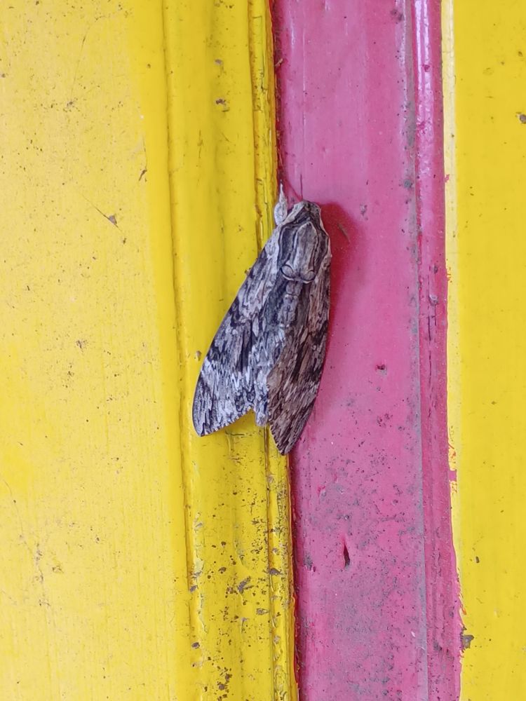 Großer schwarz-grauer Nachtfalter, zusammengehalten auf rot-gelber Tür