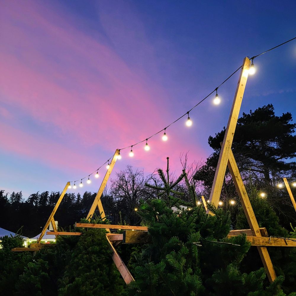 xmas trees beneath a sunset