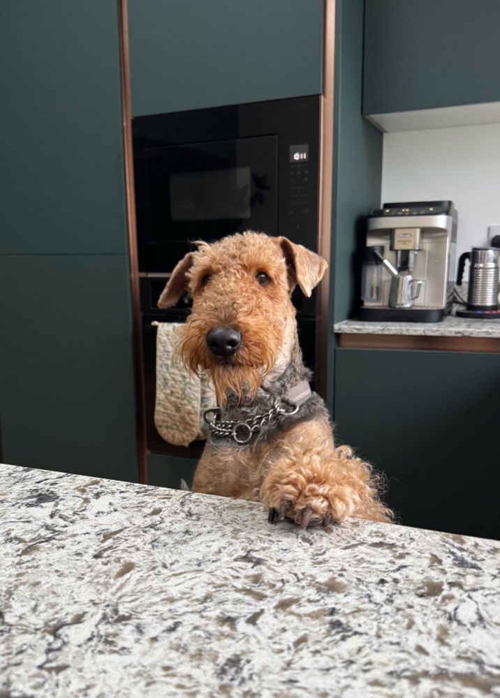 Airedale Terrier with one paw up on a kitchen worktop, looking for some scraps of food