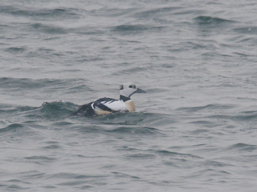 Steller’s Eider