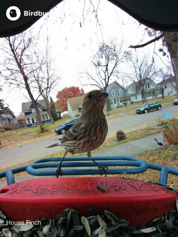 Brown and tan house finch on blue wire perch in front of red platform of bird feeder, stretching up and to the right, in front of street