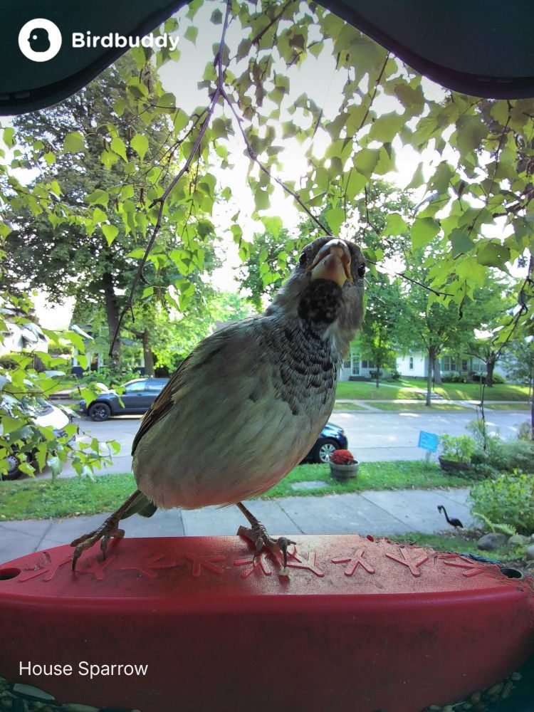 Brown grey sparrow leaning up and to the right on red platform with green leaves behind. 