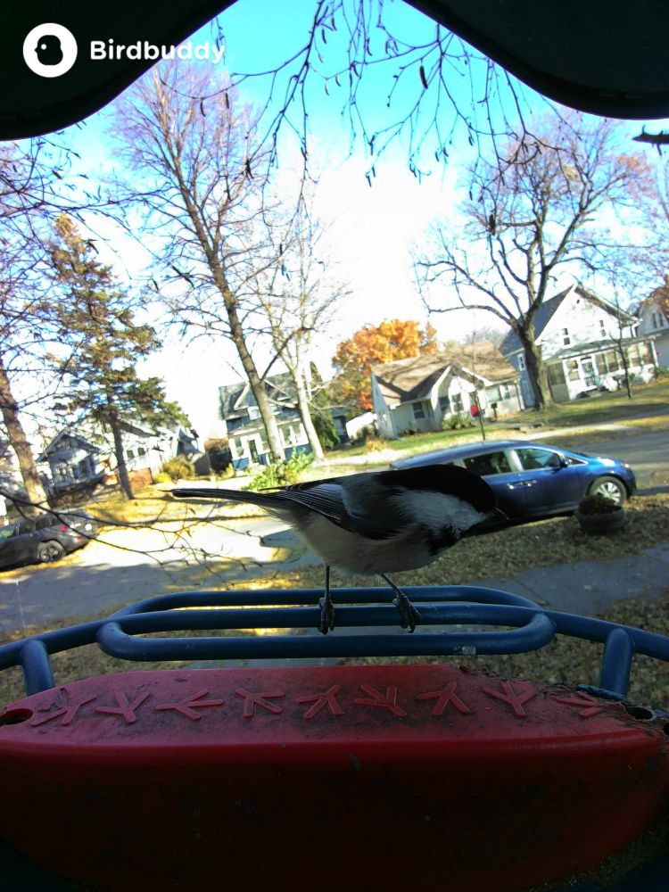 Black and white chickadee on blue wire perch above red platform in front of street. 